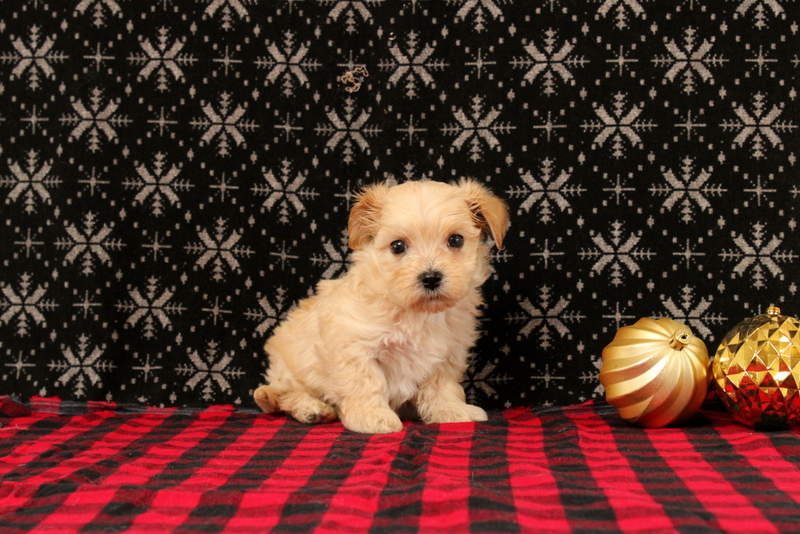 puppy, for, sale, Maltipoo, Matthew B. Stoltzfus, dog, breeder, Gap, PA, dog-breeder, puppy-for-sale, forsale, nearby, find, puppyfind, locator, puppylocator, aca